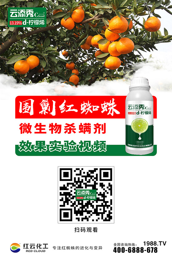 tƻףٸRT´