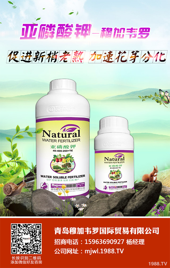 甘藍軟腐病有哪些癥狀表現(xiàn)?是如何發(fā)生的?甘藍軟腐病預(yù)防措施