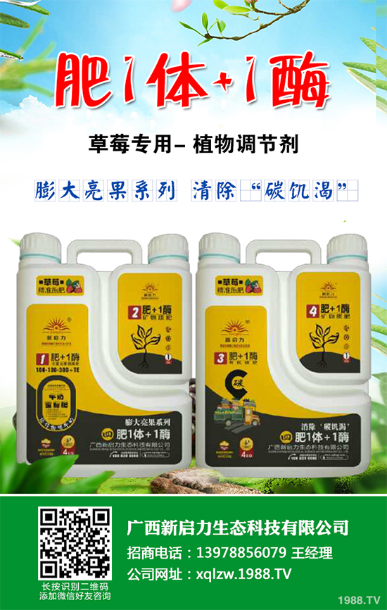 越冬茄子該如何施肥?冬茬茄子施肥技術(shù)要點