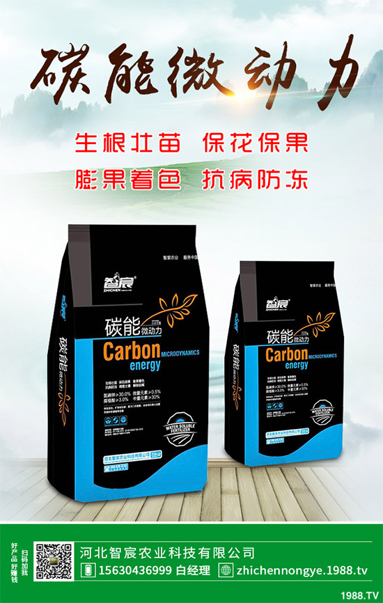 魔芋該怎么種?魔芋高產種植管理方案