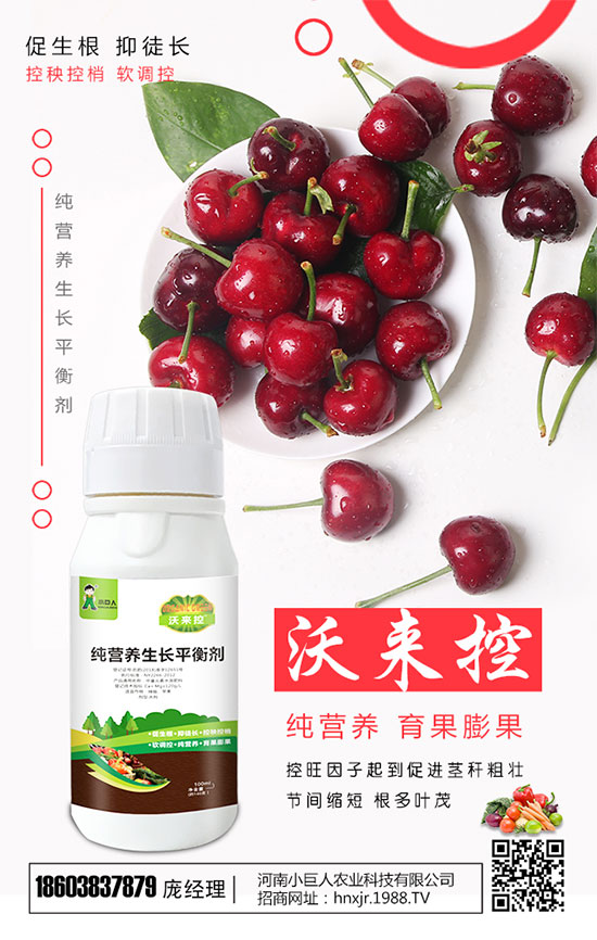 種黃精賺錢嗎?價(jià)格多少錢一斤?2020黃精種植前景及成本分析!
