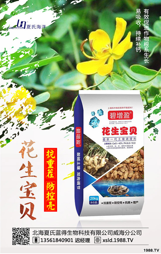 板藍(lán)根種前景如何?板藍(lán)根高產(chǎn)種植要點!