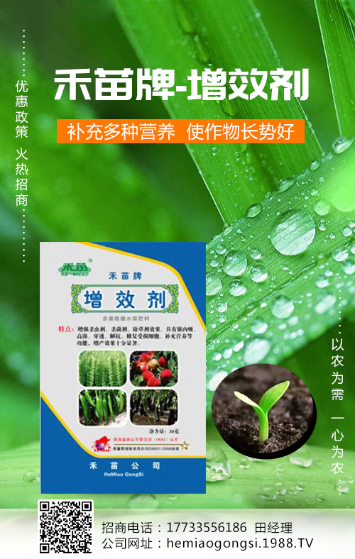 香瓜種植管理做好這些,產量收益有