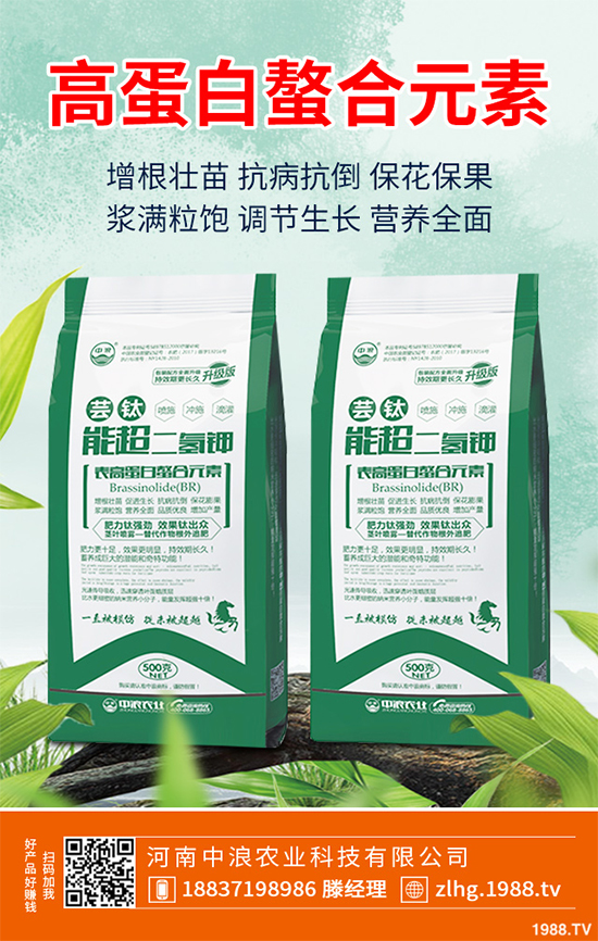 芥菜什么時候種植效益更好?芥菜高產種植技術要點