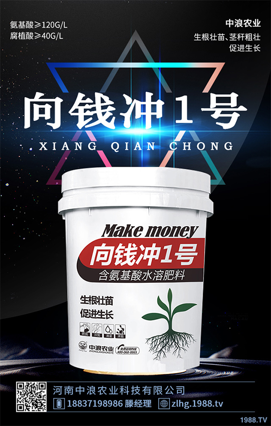 芥菜什么時候種植效益更好?芥菜高產種植技術要點