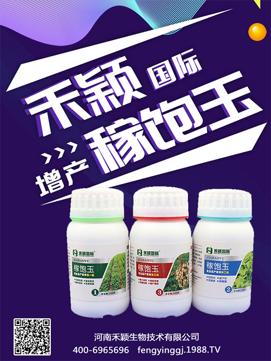 秋葵種植和收獲時(shí)間,秋葵種植的生長環(huán)境!