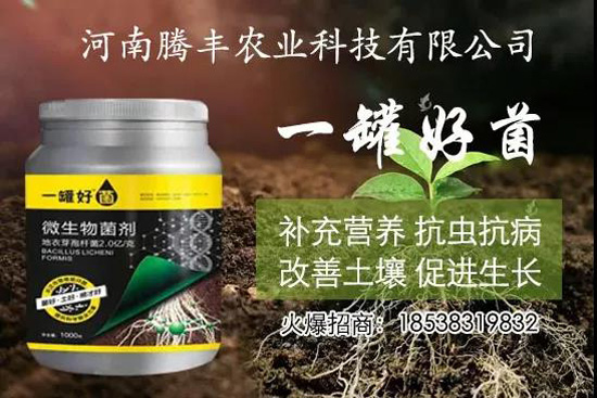 葛根種植幾年可以賣(mài),高產(chǎn)葛根種植方法!