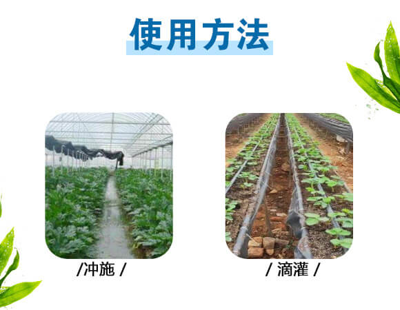 美果膨果型有機水溶肥料-一畫農業(yè)_10