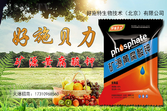 洋姜多少錢一斤?洋姜種植前景如何?(附種植技術)