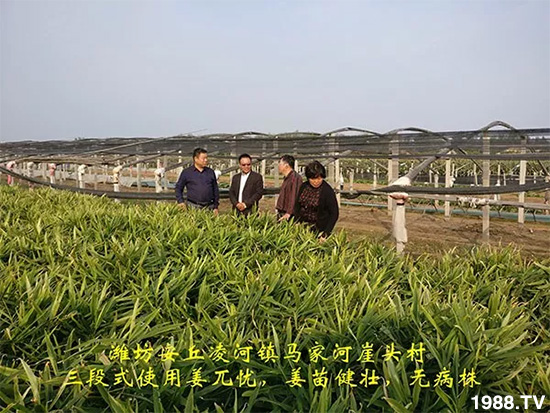發(fā)明專利產(chǎn)品——姜兀憂,三段式防控爛脖子。∮脩艏娂姺答佇Ч,火了!