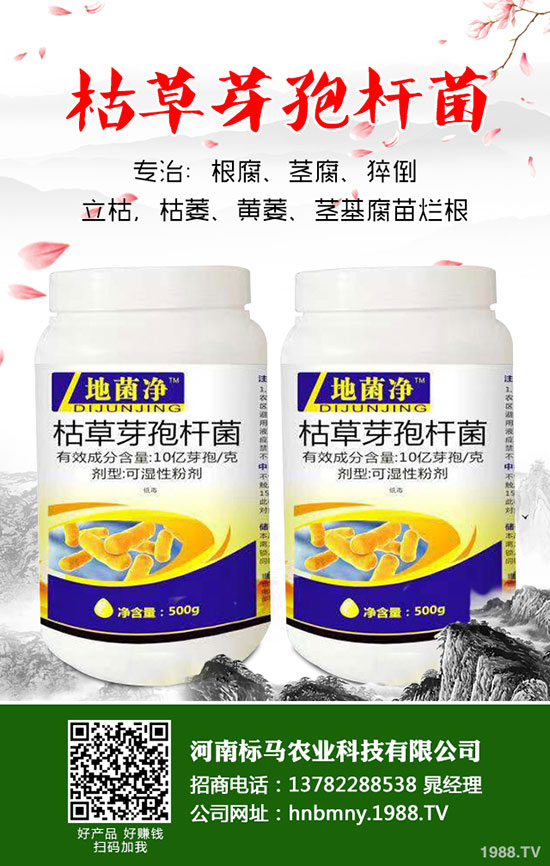 茄子想高產(chǎn),整枝修葉是關鍵!茄子整枝修葉原則及方法介紹!