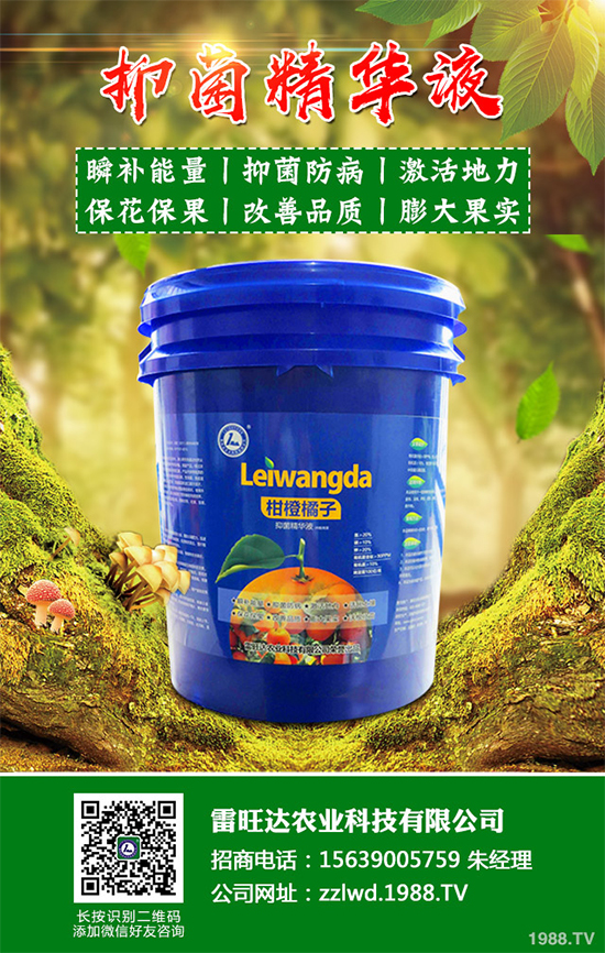 魚腥草市場(chǎng)價(jià)格多少錢一斤?2020年魚腥草的種植效益分析