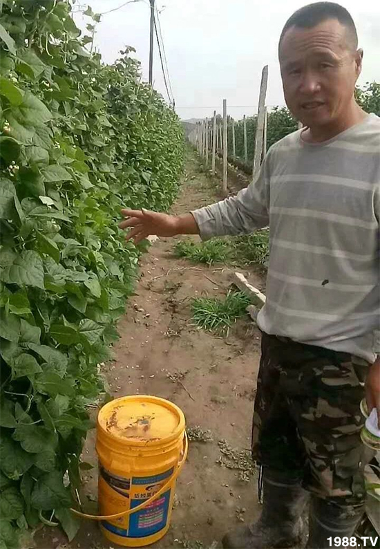 水溶肥市場(chǎng)大變革!?海藻精、魚蛋白將被它代替!1000多用戶鼎力推薦!
