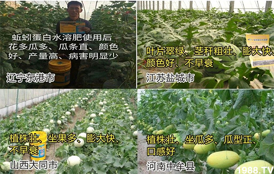水溶肥市場(chǎng)大變革。亢T寰、魚蛋白將被它代替!1000多用戶鼎力推薦!