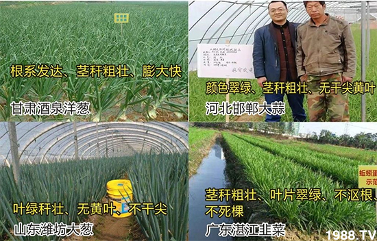 水溶肥市場(chǎng)大變革!?海藻精、魚蛋白將被它代替!1000多用戶鼎力推薦!