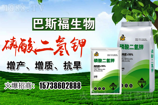 小麥價(jià)格現(xiàn)在多少錢一斤?后期行情走勢如何?
