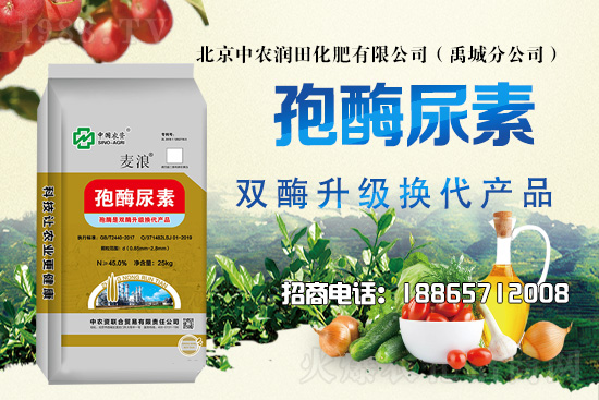 災后花生田及時排水散墑,科學管理做好病蟲害防治