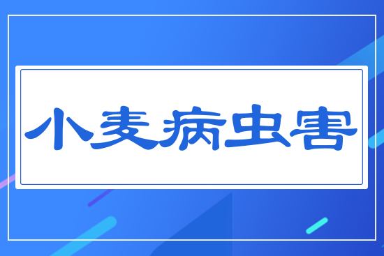小麥病蟲(chóng)害