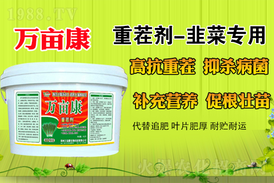 韭菜什么時候種更合適?春季露地韭菜管理方法及注意事項(xiàng)