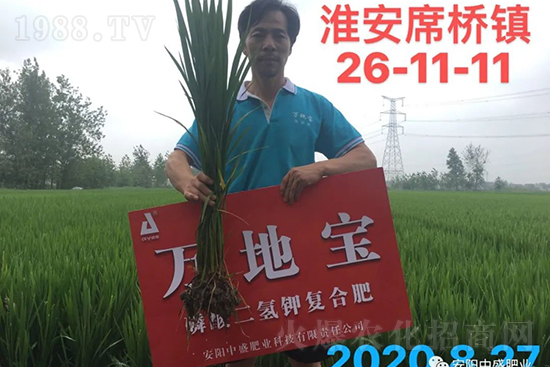 水稻分蘗不好對(duì)產(chǎn)量有多大影響?促進(jìn)水稻分蘗怎么做?