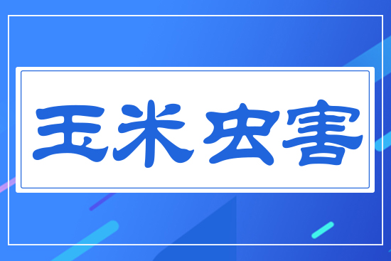 玉米蟲(chóng)害