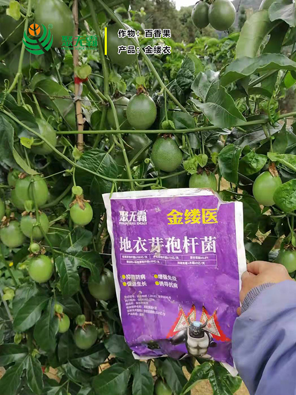 金縷醫(yī)地衣芽孢桿菌-聚無(wú)霸2