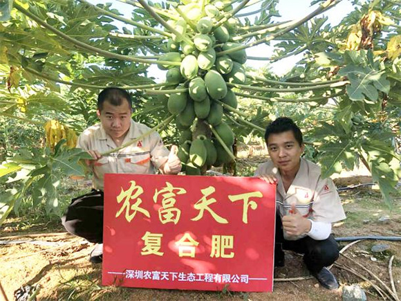 膨果專用硝硫基復合料15-4-28農富天下3