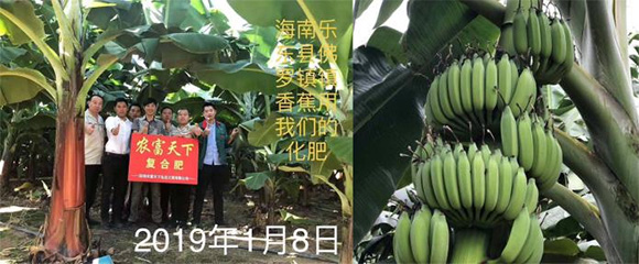 膨果專用硝硫基復合料15-4-28農富天下4