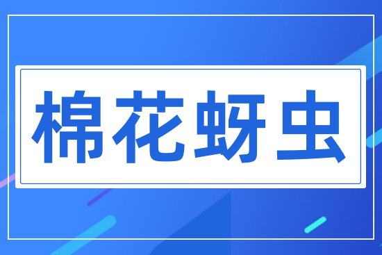 棉花蚜蟲(chóng)